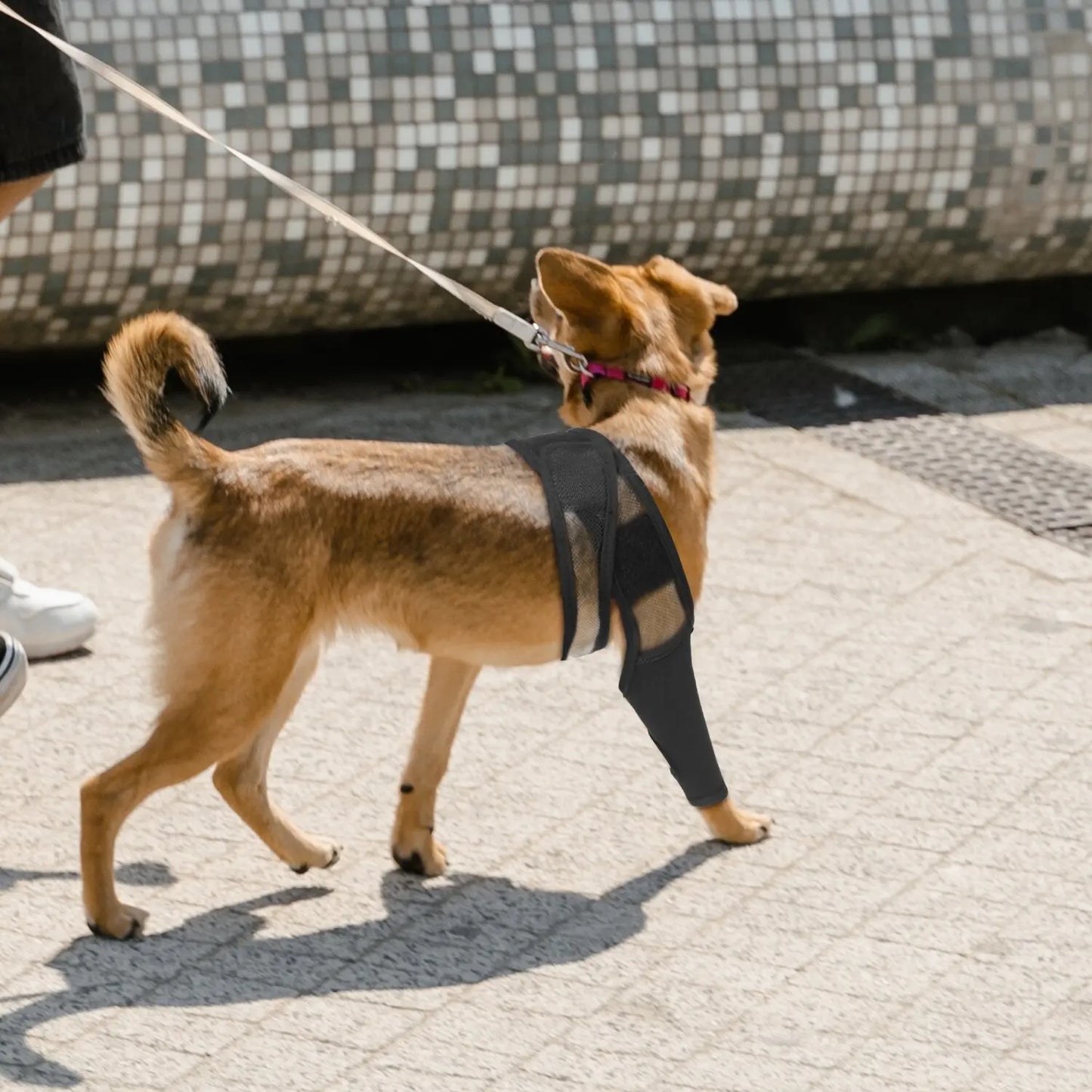 Pet Dog Knee Brace For Joint Pain Muscle Sore Leg Brace Rear Leg Bracer Support For Elderly Disabled Injured Dogs knee brace