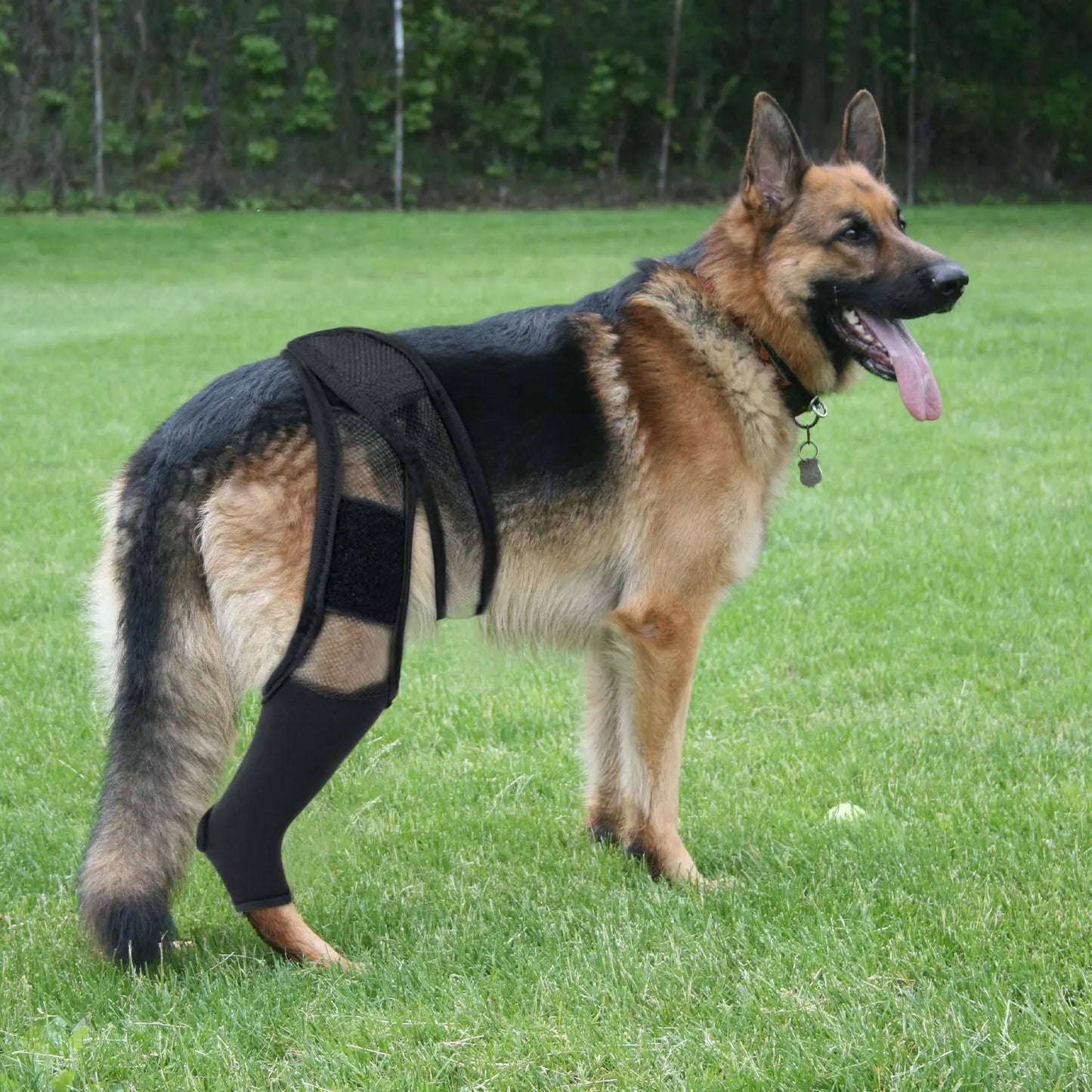 Pet Dog Knee Brace For Joint Pain Muscle Sore Leg Brace Rear Leg Bracer Support For Elderly Disabled Injured Dogs knee brace